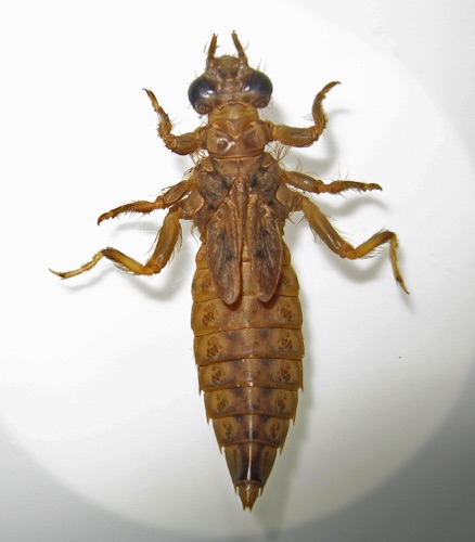 Larva/nymph